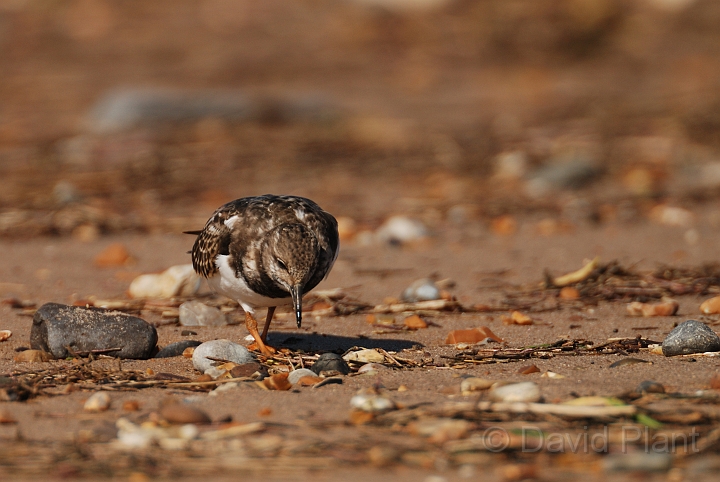 Turnstone - G.jpg - Turnstone - Norfolk